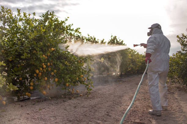 Best Affordable Pest Control Services  in Bicknell, IN